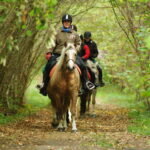 horse farm, horse riding, horses, estonian horses, b&b, bed and breakfast, accomodation, lunch, dinner, picnic, carriage ride, family vacation, vacation, nature trail, nature, Muhu, equestrian, horse farm, equestrian riding, riding, horseback, trail ride
