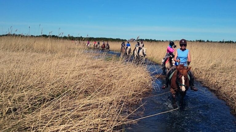 Horseback riding, horses, horses herd, full day trip, Tihuse Horse Farm, Tihuse, horse farm, muhu, visit muhu, equestrian