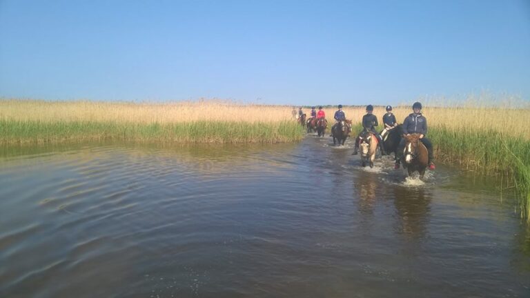 Horseback riding, horses, horses herd, full day trip, Tihuse Horse Farm, Tihuse, horse farm, muhu, visit muhu, equestrian