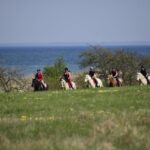 horse farm, horse riding, horses, estonian horses, b&b, bed and breakfast, accomodation, lunch, dinner, picnic, carriage ride, family vacation, vacation, nature trail, nature, Muhu, equestrian, horse farm, equestrian riding, riding, horseback, trail ride