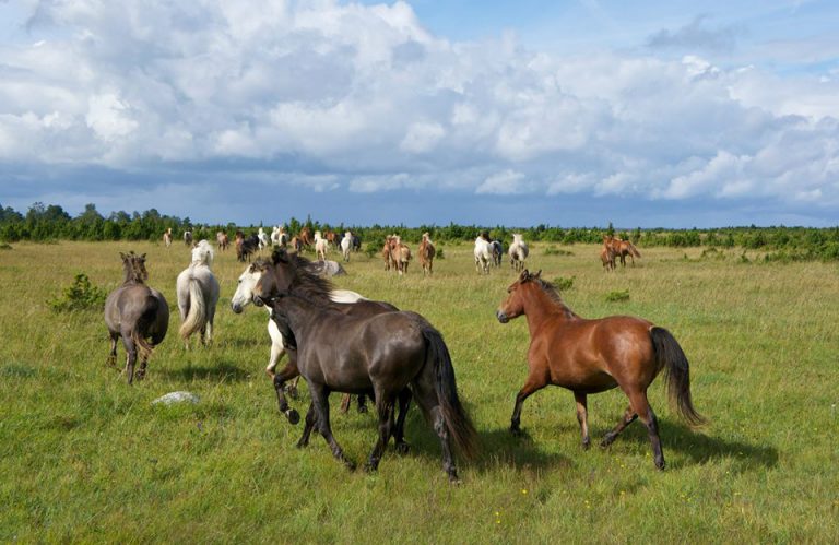 Horseback riding, horses, horses herd, full day trip, Tihuse Horse Farm, Tihuse, horse farm, muhu, visit muhu, equestrian