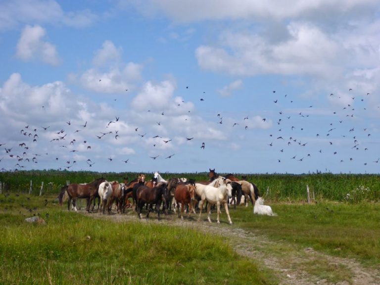 Horseback riding, horses, horses herd, full day trip, Tihuse Horse Farm, Tihuse, horse farm, muhu, visit muhu, equestrian