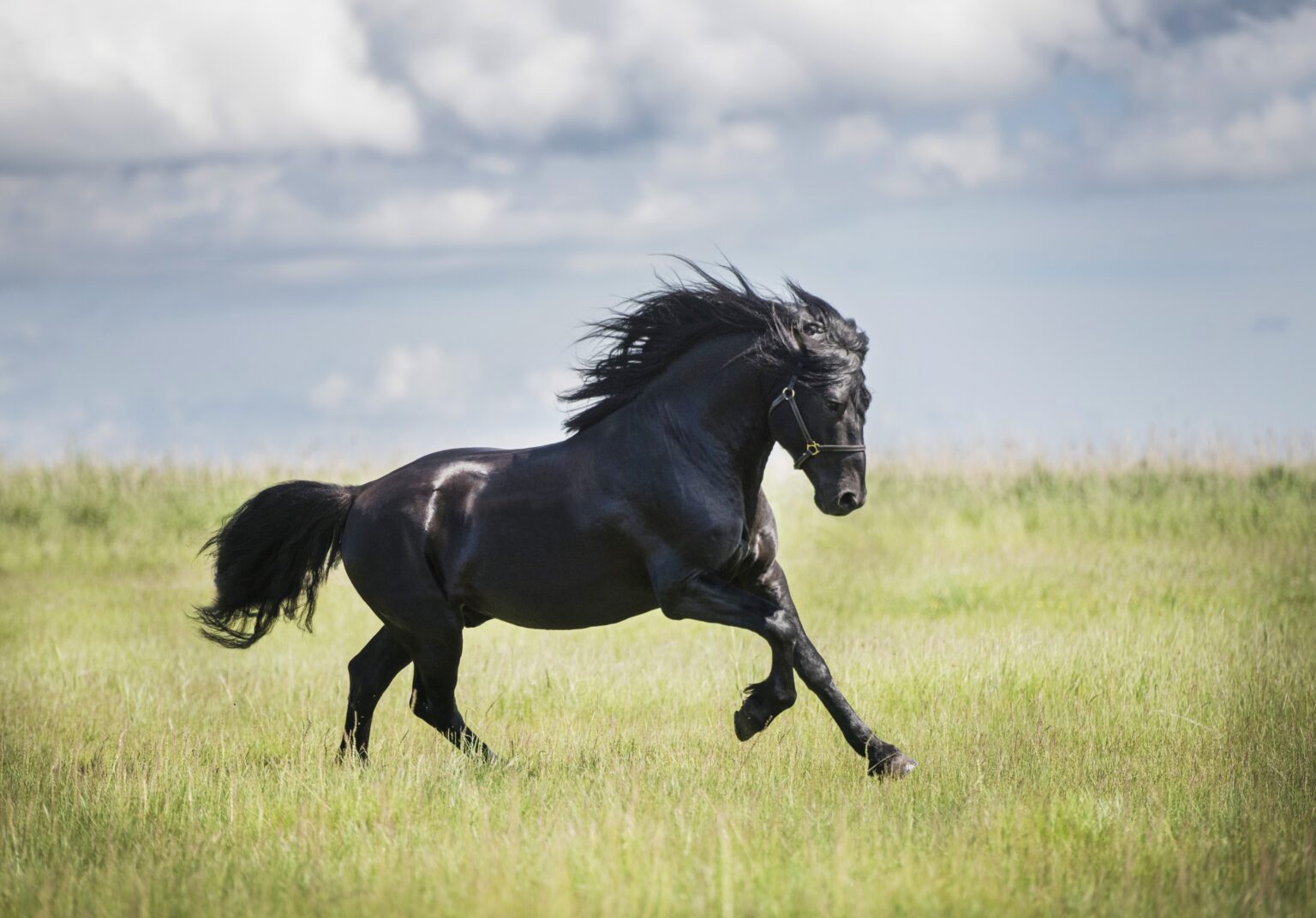 horse farm, horse riding, horses, estonian horses, b&b, bed and breakfast, accomodation, lunch, dinner, picnic, carriage ride, family vacation, vacation, nature trail, nature, Muhu, equestrian, horse farm, equestrian riding, riding, horseback, trail ride