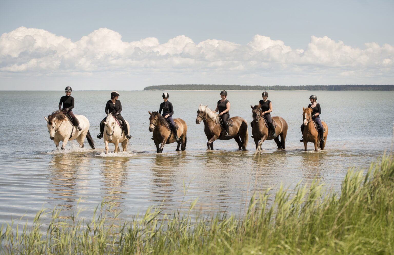horse farm, horse riding, horses, estonian horses, b&b, bed and breakfast, accomodation, lunch, dinner, picnic, carriage ride, family vacation, vacation, nature trail, nature, Muhu, equestrian, horse farm, equestrian riding, riding, horseback, trail ride