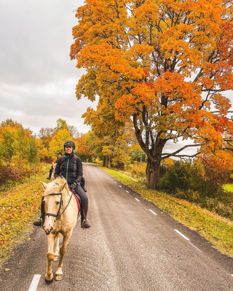 Horses, horseback, horseback riding, horse tour, full day trip, equestrian, equestrian ride, horse farm, estonian horse, muhu, visit muhu, Tihuse Horse Farm, Tihuse