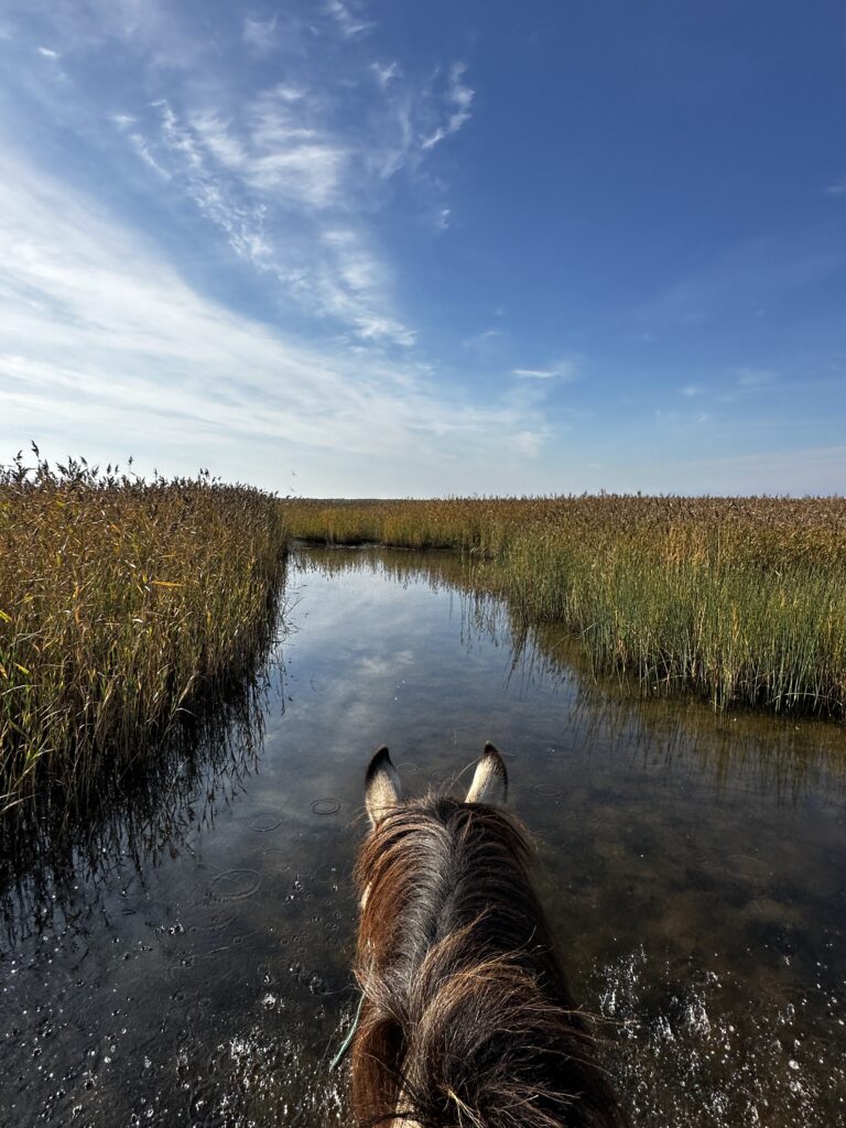 Horseback riding, horses, horses herd, full day trip, Tihuse Horse Farm, Tihuse, horse farm, muhu, visit muhu, equestrian
