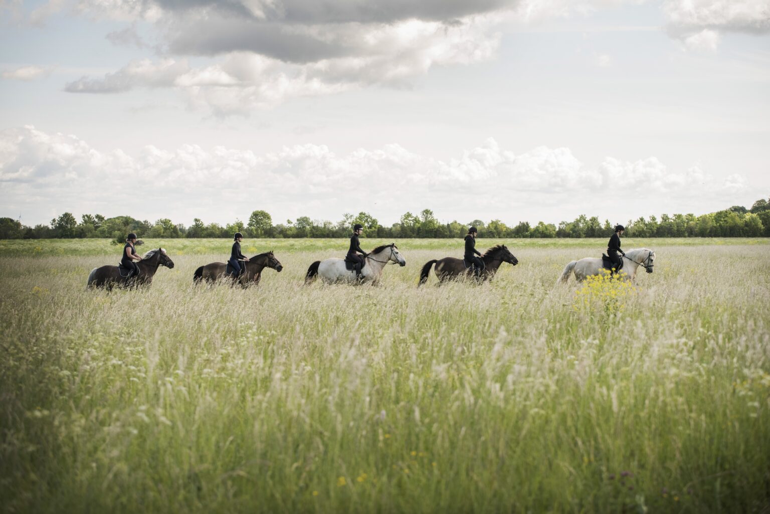 horse farm, horse riding, horses, estonian horses, b&b, bed and breakfast, accomodation, lunch, dinner, picnic, carriage ride, family vacation, vacation, nature trail, nature, Muhu, equestrian, horse farm, equestrian riding, riding, horseback, trail ride