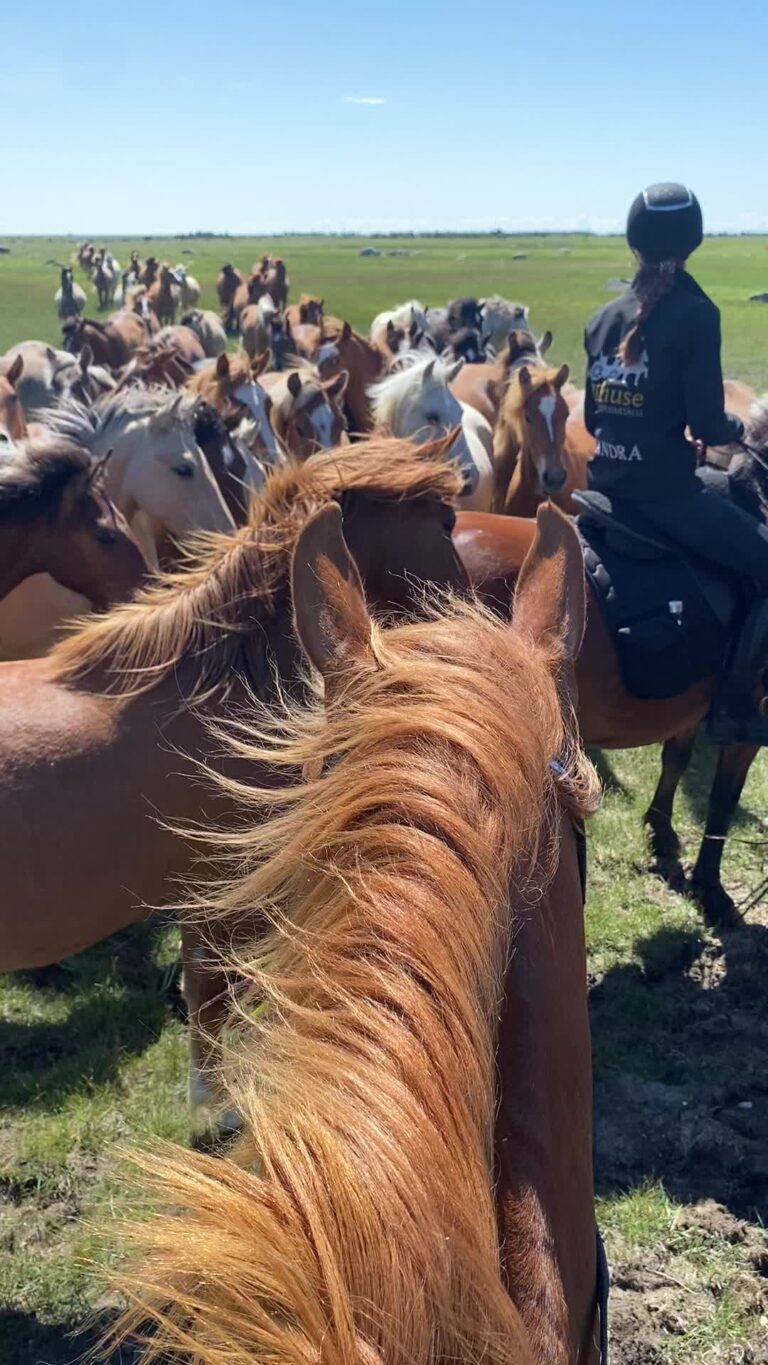 Horseback riding, horses, horses herd, full day trip, Tihuse Horse Farm, Tihuse, horse farm, muhu, visit muhu, equestrian, horse island