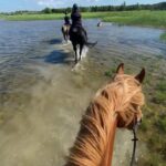 horse farm, horse riding, horses, estonian horses, b&b, bed and breakfast, accomodation, lunch, dinner, picnic, carriage ride, family vacation, vacation, nature trail, nature, Muhu, equestrian, horse farm, equestrian riding, riding, horseback, trail ride