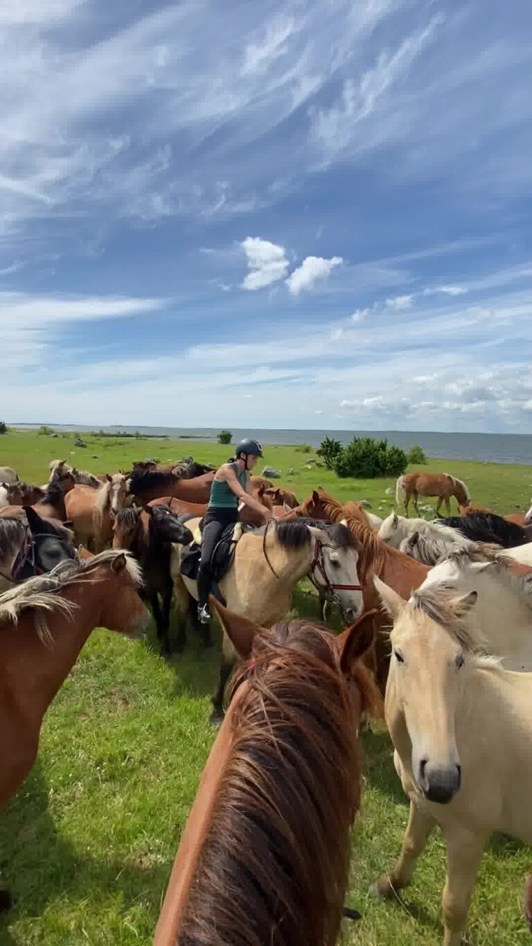Horseback riding, horses, horses herd, full day trip, Tihuse Horse Farm, Tihuse, horse farm, muhu, visit muhu, equestrian